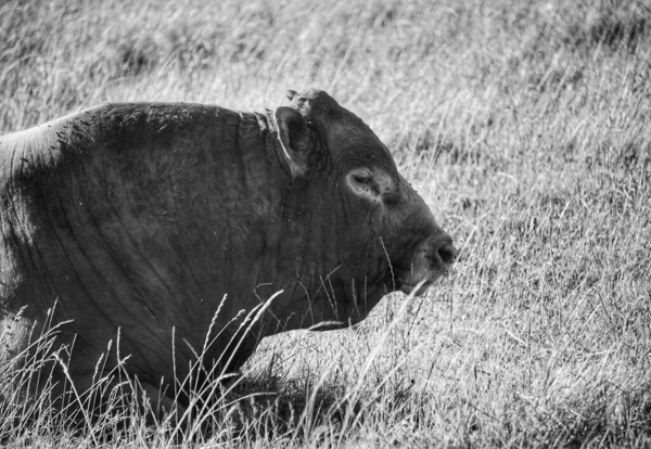 Αγελάδα Στην Κορυφή Ενός Ξηρού Αγρού Χόρτου — Φωτογραφία Αρχείου