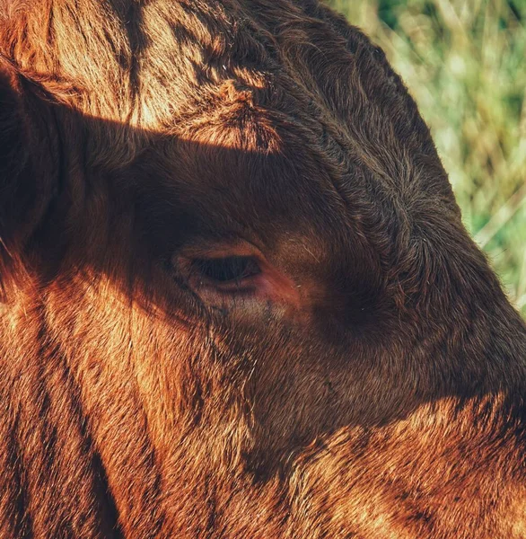 Zbliżenie Krowy Ciągu Dnia — Zdjęcie stockowe