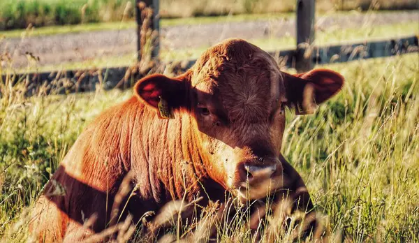 Una Vaca Marrón Acostada Sobre Campo Cubierto Hierba —  Fotos de Stock