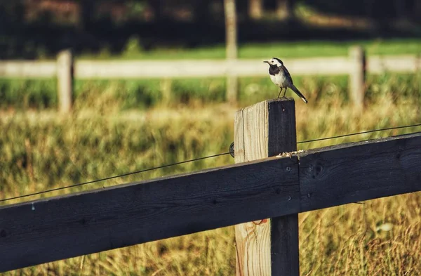 Ptak Siedzący Szczycie Drewnianego Płotu — Zdjęcie stockowe