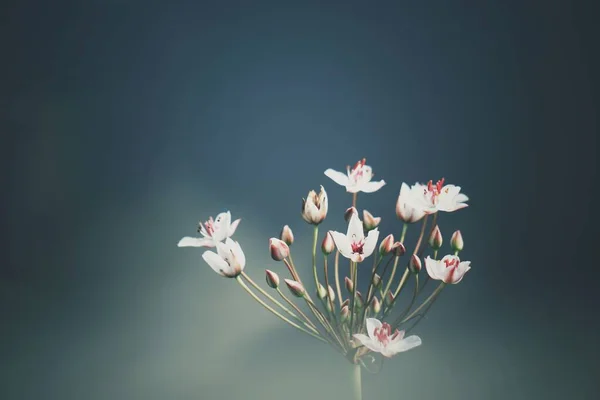 Close Uma Planta Com Flores — Fotografia de Stock