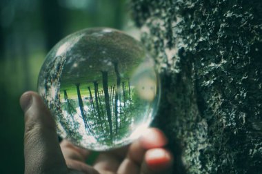 Kırpılmış el kristal küreyi ağaca karşı tutuyor 