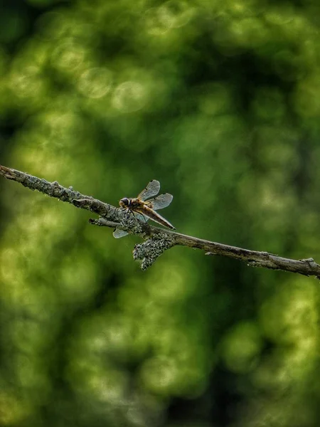 Eine Libelle Auf Einem Ast Vor Grünem Hintergrund — Stockfoto
