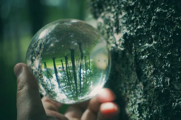 Cropped Hand Holding Crystal Ball Tree — Stock Photo, Image