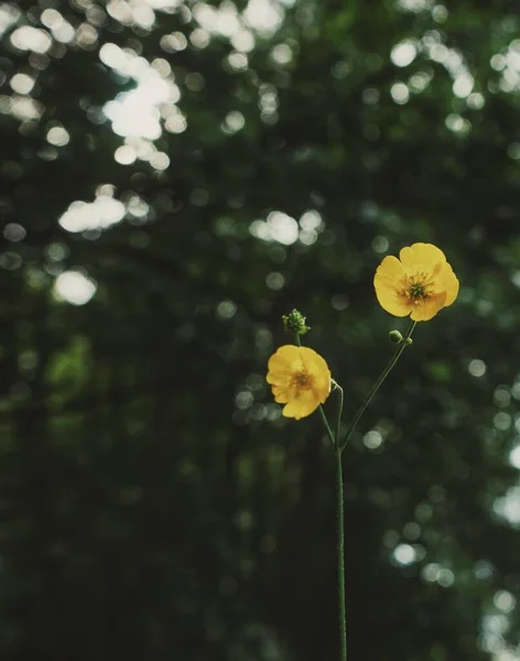 森の反対側の花のクローズアップ — ストック写真
