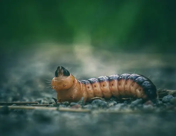 Close Caterpillar Summer — Stock Photo, Image