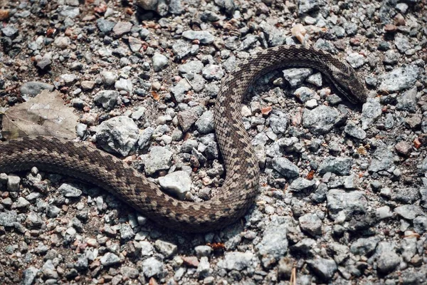 毒蛇的高角镜 — 图库照片