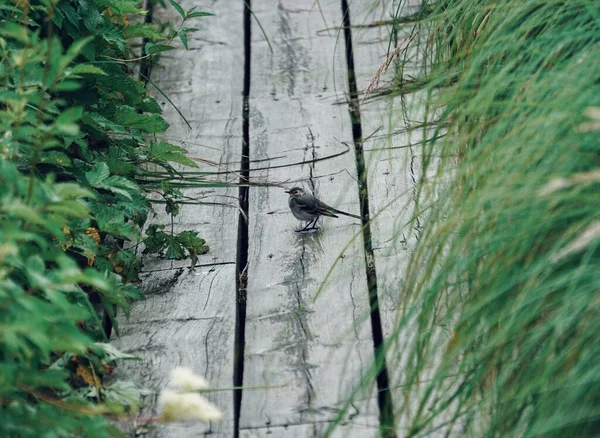 Yaz Boyunca Tahta Köprüde Küçük Bir Kuyruk — Stok fotoğraf