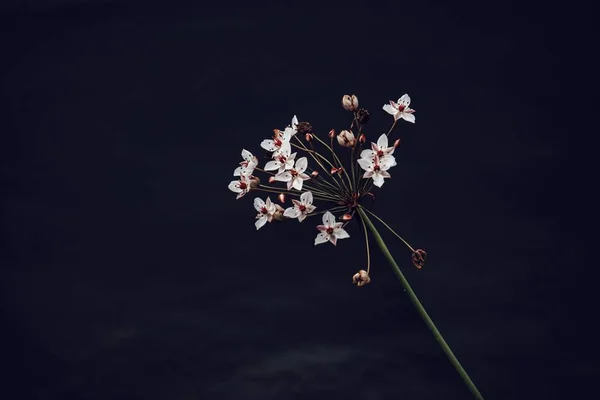 黒を背景にした開花植物の閉鎖 — ストック写真