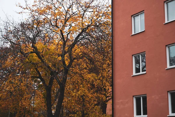 Дерево Рядом Современным Зданием Осенью — стоковое фото