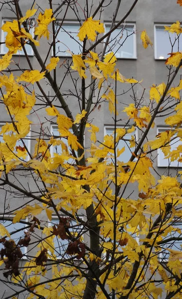 Дерево Перед Современным Зданием Осенью — стоковое фото