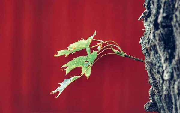 나뭇잎을 클로즈업 — 스톡 사진