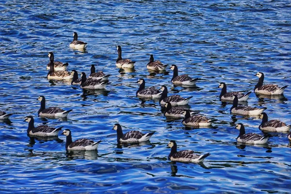 Flock Fåglar Simmar Vattnet — Stockfoto