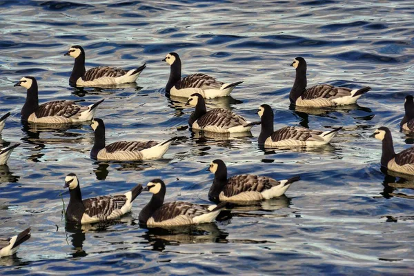 Una Bandada Aves Nadando Lago Durante Verano —  Fotos de Stock
