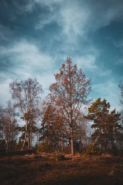 Деревья Поле Против Неба Осенью — стоковое фото