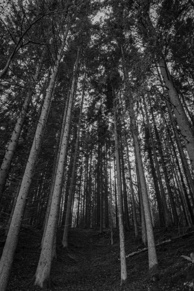 Низкий Угол Обзора Деревьев Лесу — стоковое фото