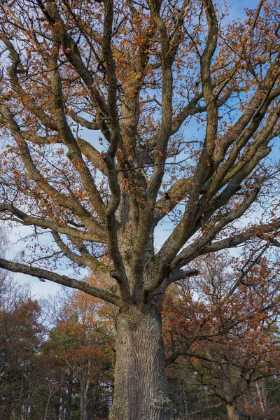 Low Angle View Tree Blue Sky — Foto Stock