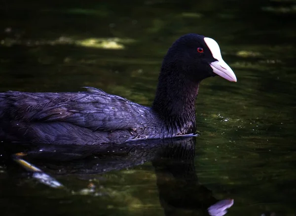 Close Coot Swimming Water — Stock Photo, Image