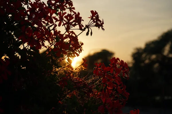 Vista Ángulo Bajo Las Flores Contra Puesta Del Sol — Foto de Stock