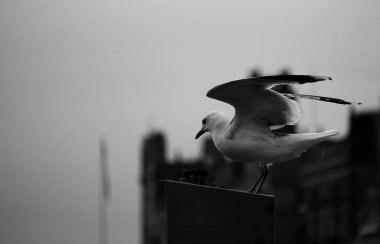 İşaret üzerine tüneyen martıların düşük açılı görüntüsü 