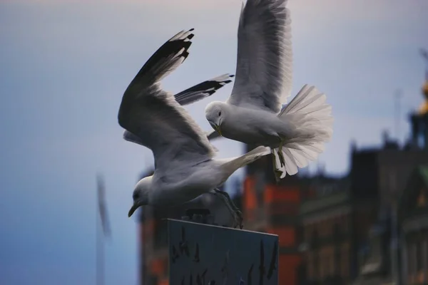 Две Птицы Спорят Знаке Городе — стоковое фото