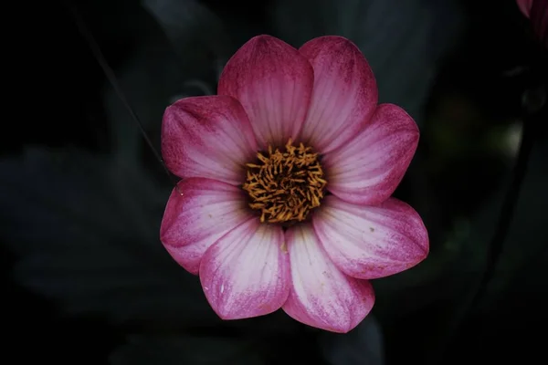 Close Pink Flower Plant — Stock Photo, Image