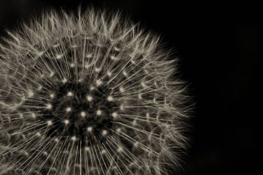 Siyah beyaz bir çiçeğe yaklaş 