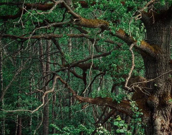 Дерево Лесу Летом — стоковое фото