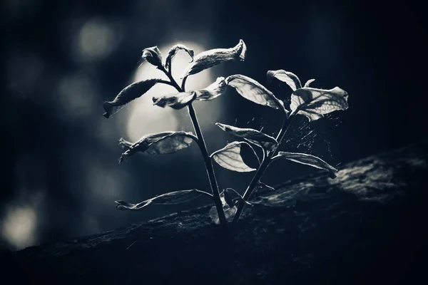 Zbliżenie Roślin Światła — Zdjęcie stockowe