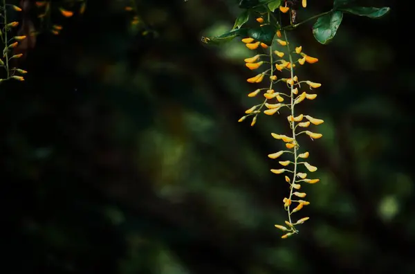 Sarı Çiçeğin Yakın Çekimi — Stok fotoğraf