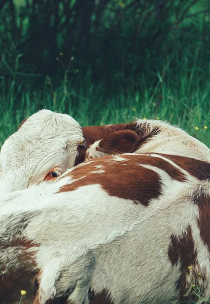 Zbliżenie Krowy Polu — Zdjęcie stockowe
