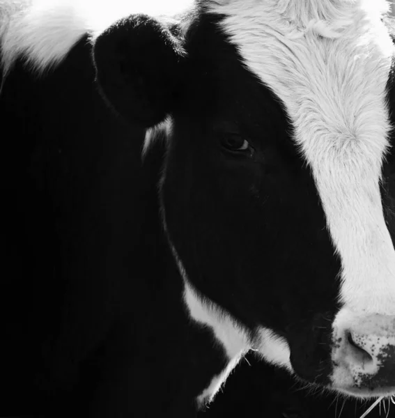 Close Uma Vaca Olhando Para Câmera — Fotografia de Stock