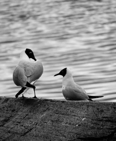Zwei Schwarzkopfmöwen See Schwarz Weiß — Stockfoto