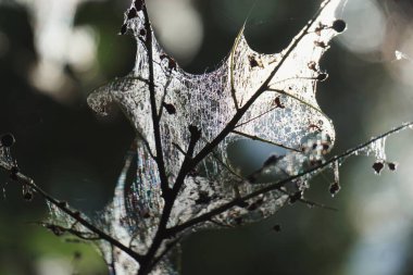 Ağla kaplanmış bir dalı kapat 