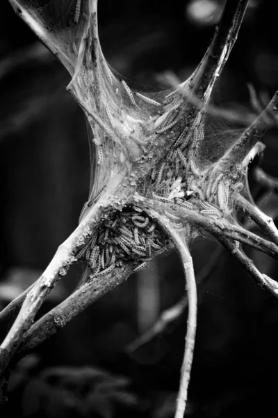 Close Tree Covered Net Bird Cherry Ermine — Stock Photo, Image