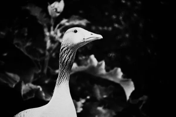 Siyah Beyaz Bir Kazın Yakın Çekimi — Stok fotoğraf