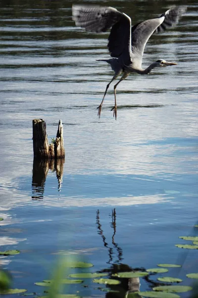 Heron Voando Sobre Lago — Fotografia de Stock