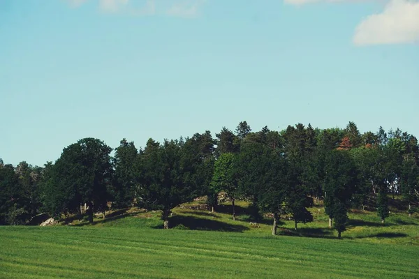 Eine Große Grüne Wiese Mit Bäumen Hintergrund — Stockfoto