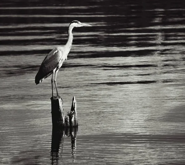 Ένας Ερωδιός Στέκεται Ένα Κούτσουρο Μια Λίμνη — Φωτογραφία Αρχείου