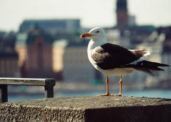 Ein Vogel Sitzt Auf Einer Steinmauer — Stockfoto