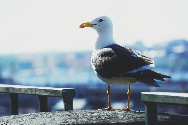 Bird Sitting Top Stone Wall — Stockfoto