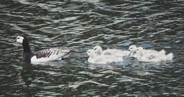 Une Famille Oies Nageant Dans Lac — Photo