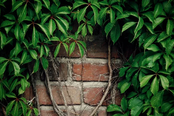 Een Close Van Een Bakstenen Muur Met Groene Klimop — Stockfoto