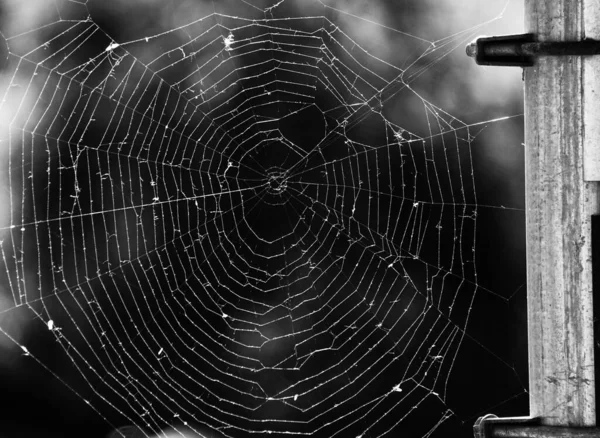 在黑色背景下的蜘蛛网的近景 — 图库照片