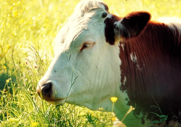 一头奶牛躺在田野里看着摄像机 — 图库照片