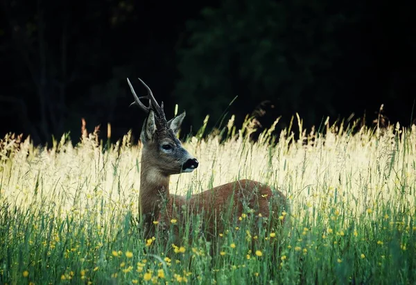 Deer Standing Tall Grass Summer — Stock Photo, Image