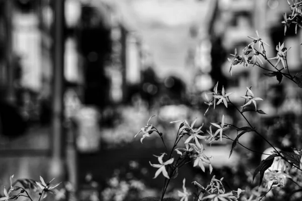 都市の開花植物の閉鎖 — ストック写真