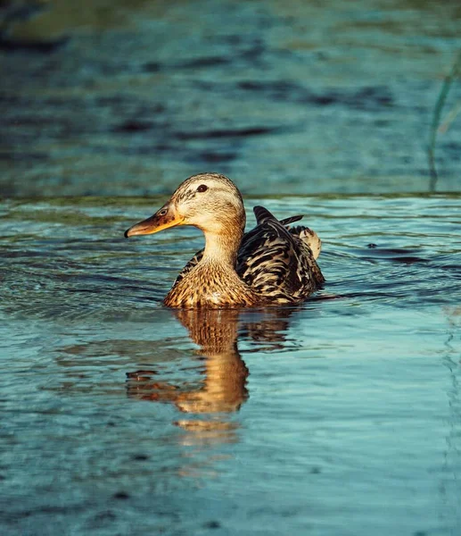 Eine Ente Die Sommer Einem See Schwimmt — Stockfoto
