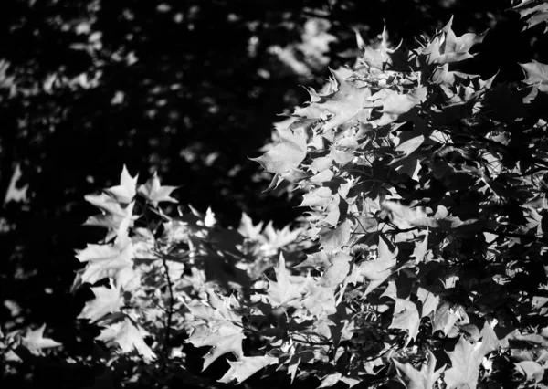 黑白相间的树叶在树枝上的密闭 — 图库照片