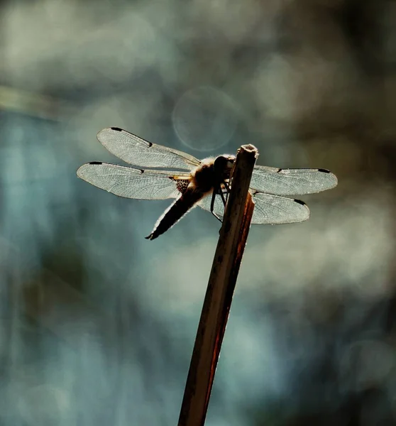 Nahaufnahme Einer Libelle Auf Einem Ast — Stockfoto